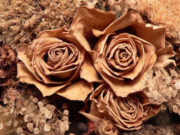 Dried Flowers