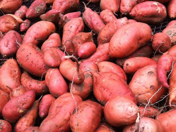 Fresh Sweet Potatoes