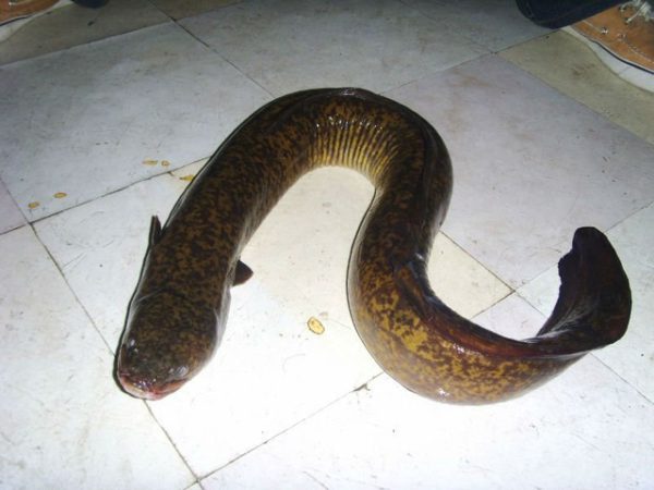 Live Eel