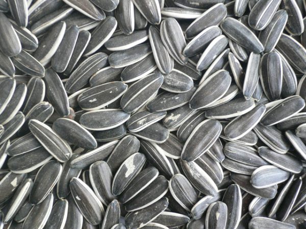 Sunflower Seeds