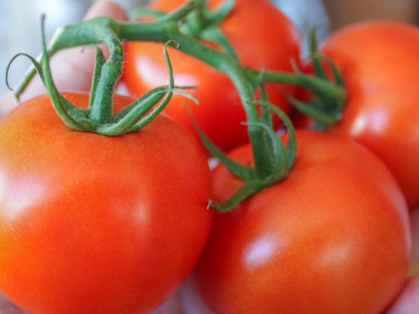 Fresh Tomatoes